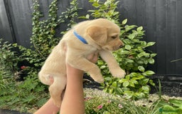 Labrador Retriever dogs for sale: Gorgeous Chunky Labrador Puppies - Image 11