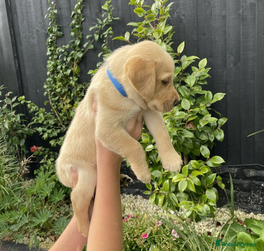 Labrador Retriever dogs for sale: Gorgeous Chunky Labrador Puppies - Image 11