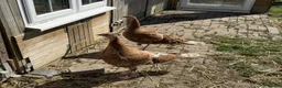 Turkeys poultry for sale: Bourbon Red Turkey Stag and 3 Hens in Maldon - Advert 7