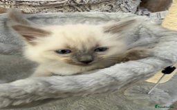 Ragdoll cats for sale: 3 fluffy fluff balls of Ragdoll… 07508 297567 - Image 8