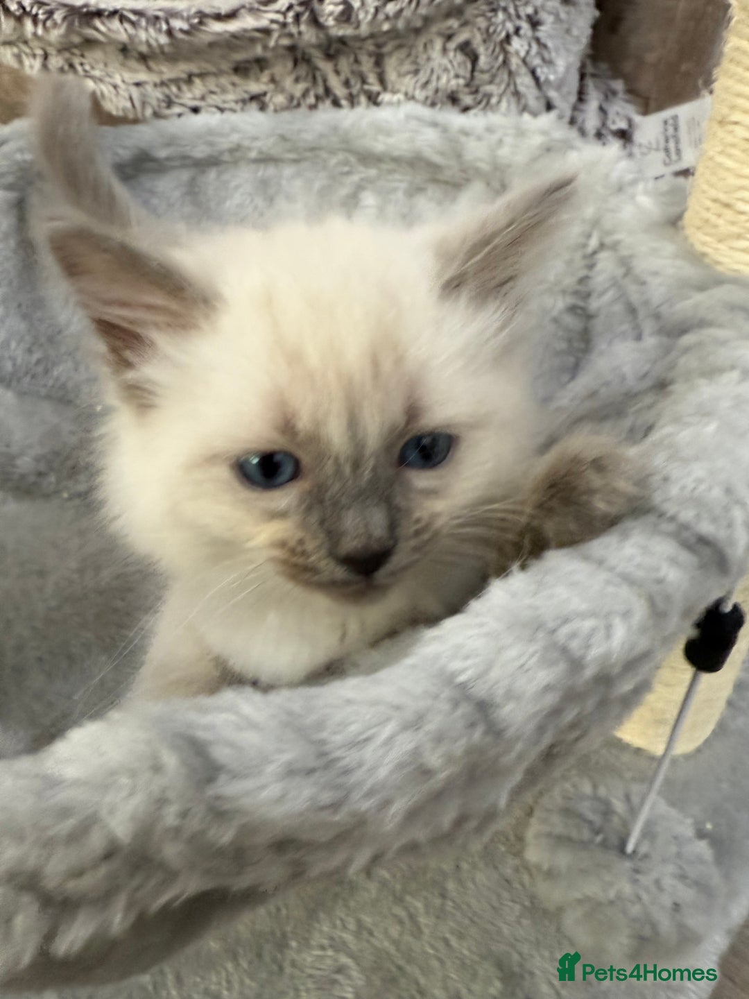 Ragdoll cats for sale: 3 fluffy fluff balls of Ragdoll… 07508 297567 - Image 8