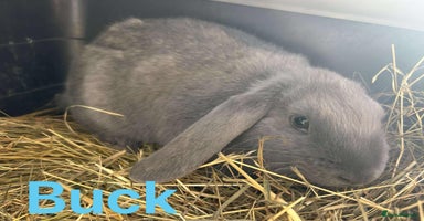 French Lop rabbits Lop buck babies. Ready now - Advert 1
