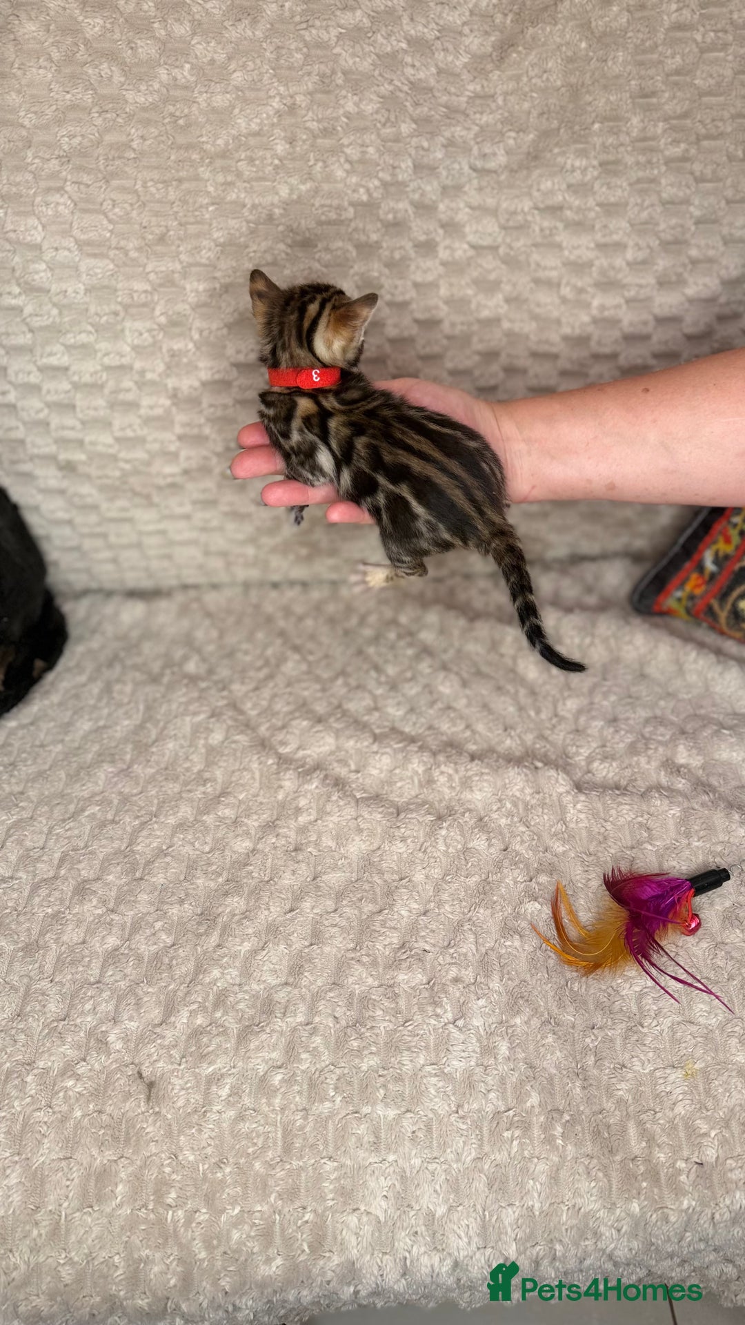 Bengal cats for sale: Pure Bengal kittens for sale  - Advert 27