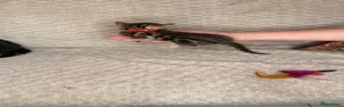 Bengal Kitten 6