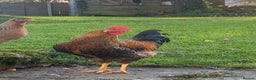 Chickens poultry for sale: Young Rooster seeking home -Devon - Advert 2