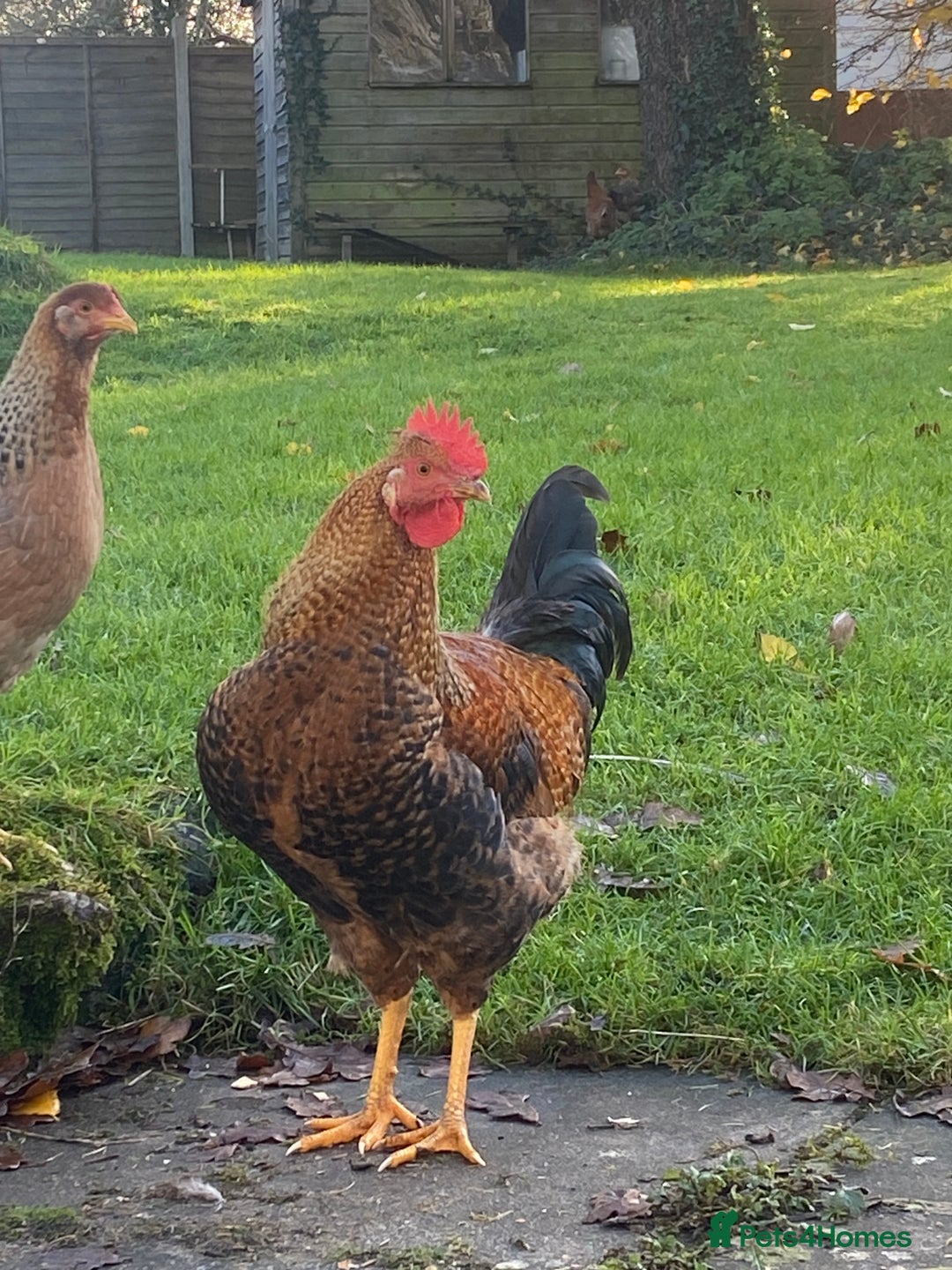 Chickens poultry for sale: Young Rooster seeking home -Devon - Advert 2