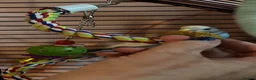 Budgerigars birds for sale: Female budgie for sale in Southampton - Advert 14