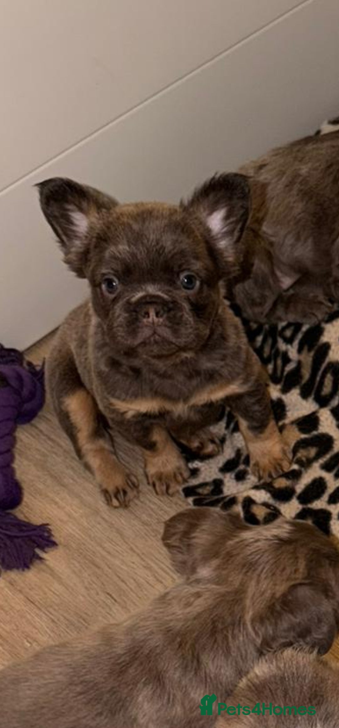 French Bulldog dogs for sale: 5 beautiful fluffy French bulldogs  - Advert 2