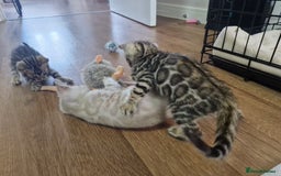 Bengal cats for sale: TICA Genetic & Health Tested Bengal Kittens  - Image 18