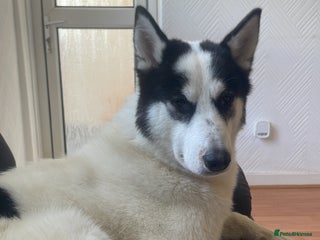 Siberian Husky dogs Siberian Husky for Rehoming - Advert 3