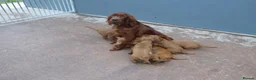 Irish Setter dogs for sale: Irish Red Setter Male Pup For Sale in Omagh - Advert 1