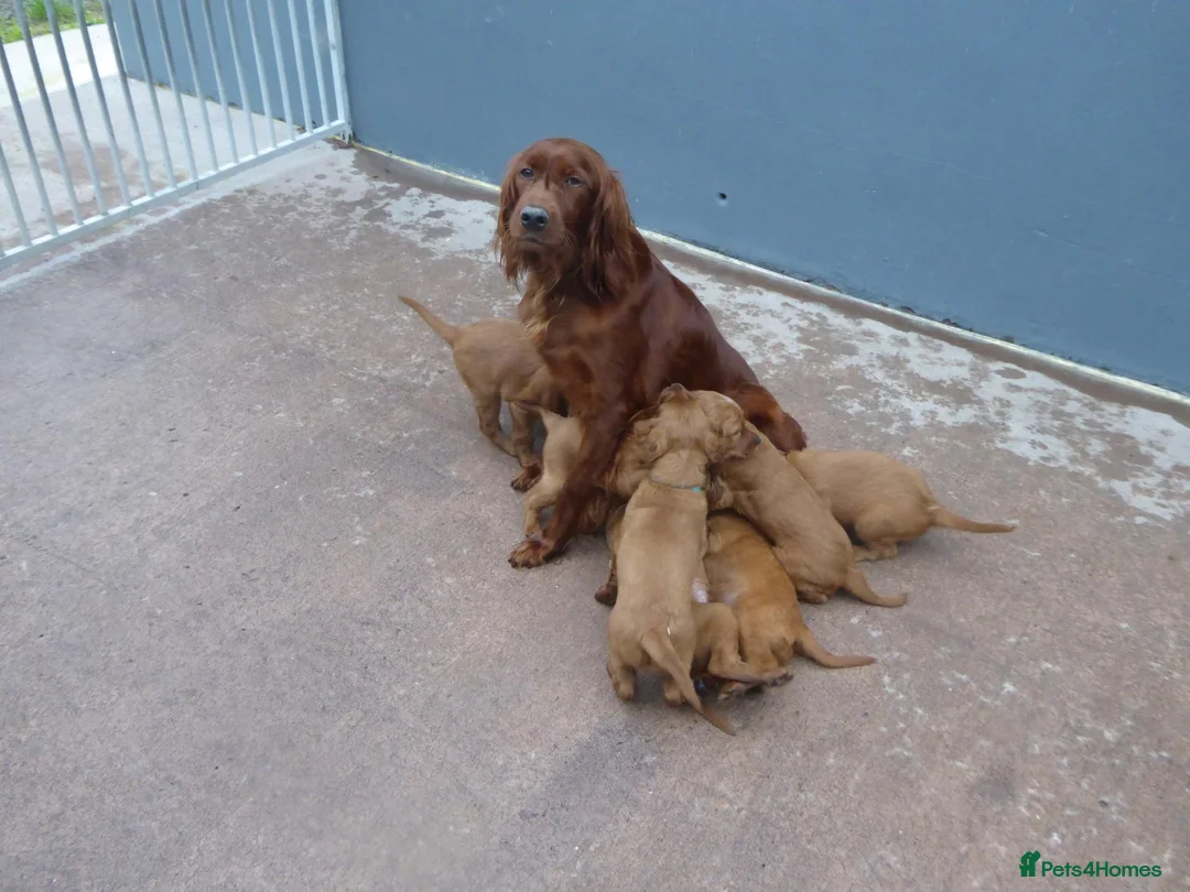 Irish Setter dogs for sale: Irish Red Setter Male Pup For Sale in Omagh - Advert 1