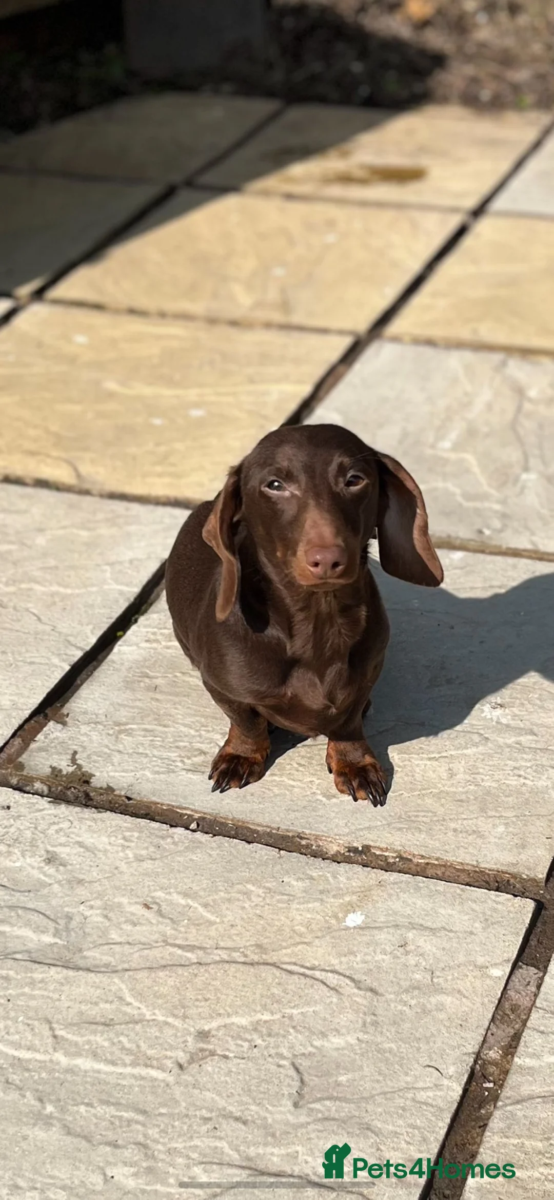 Dachshund dogs for sale: 11 momth male dadchund  - Advert 1