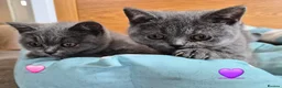 British Shorthair cats for sale:  🐾🎀 BSH 🎀🐾 GCCF/Fully vaccinated - Advert 23