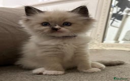 Ragdoll cats for sale: 4 Beautiful Female Ragdoll kittens for sale  - Image 13