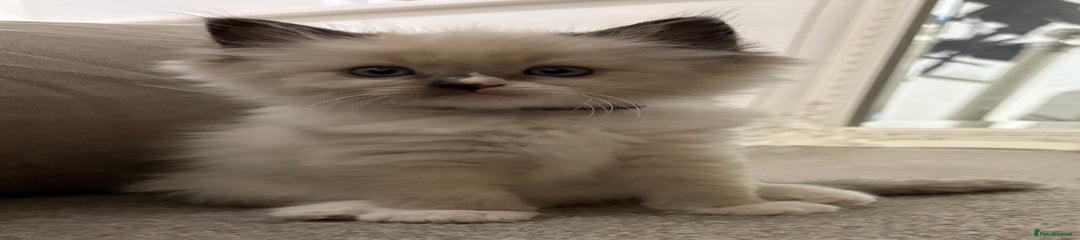 Ragdoll Kitten 1