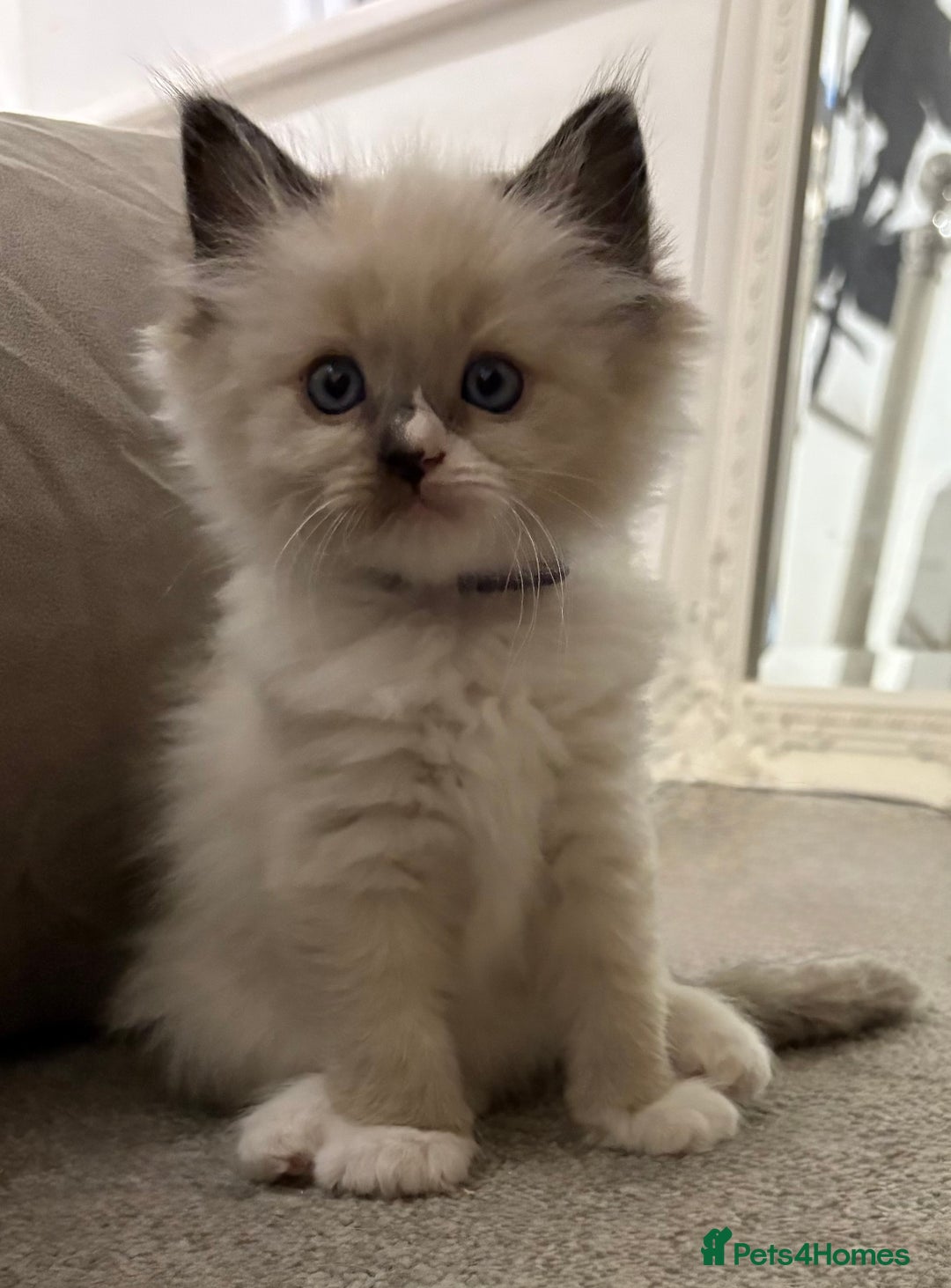 Ragdoll cats for sale: 4 Beautiful Female Ragdoll kittens for sale  - Image 13
