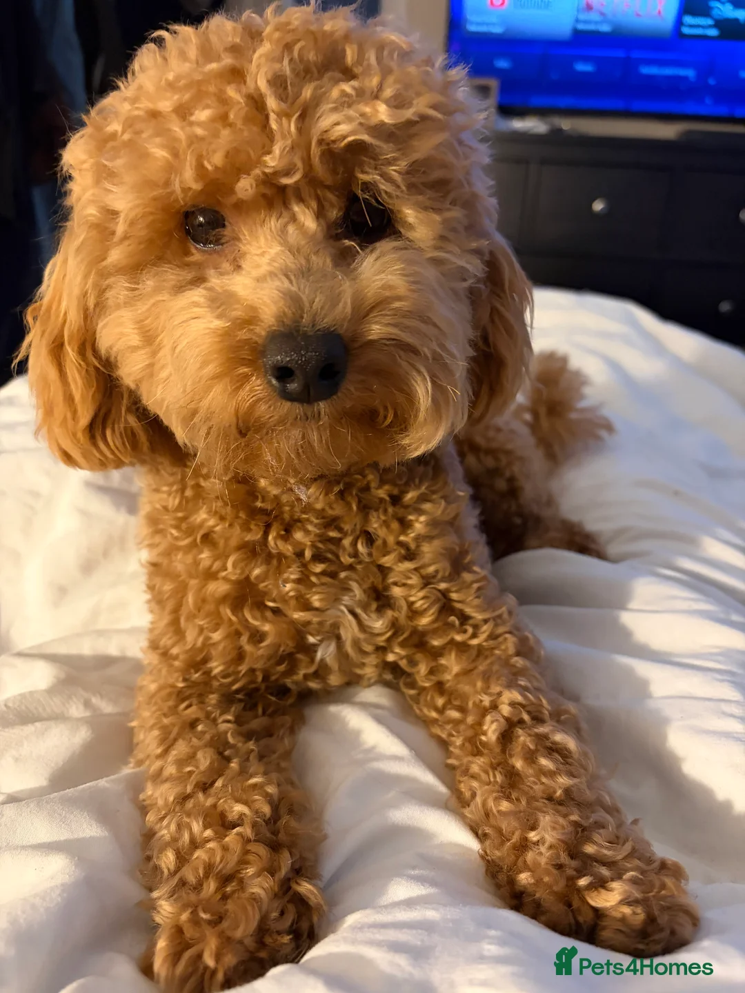 Mixed Breed dogs for sale: 5 Beautiful Poochon Puppies For Sale - Advert 10