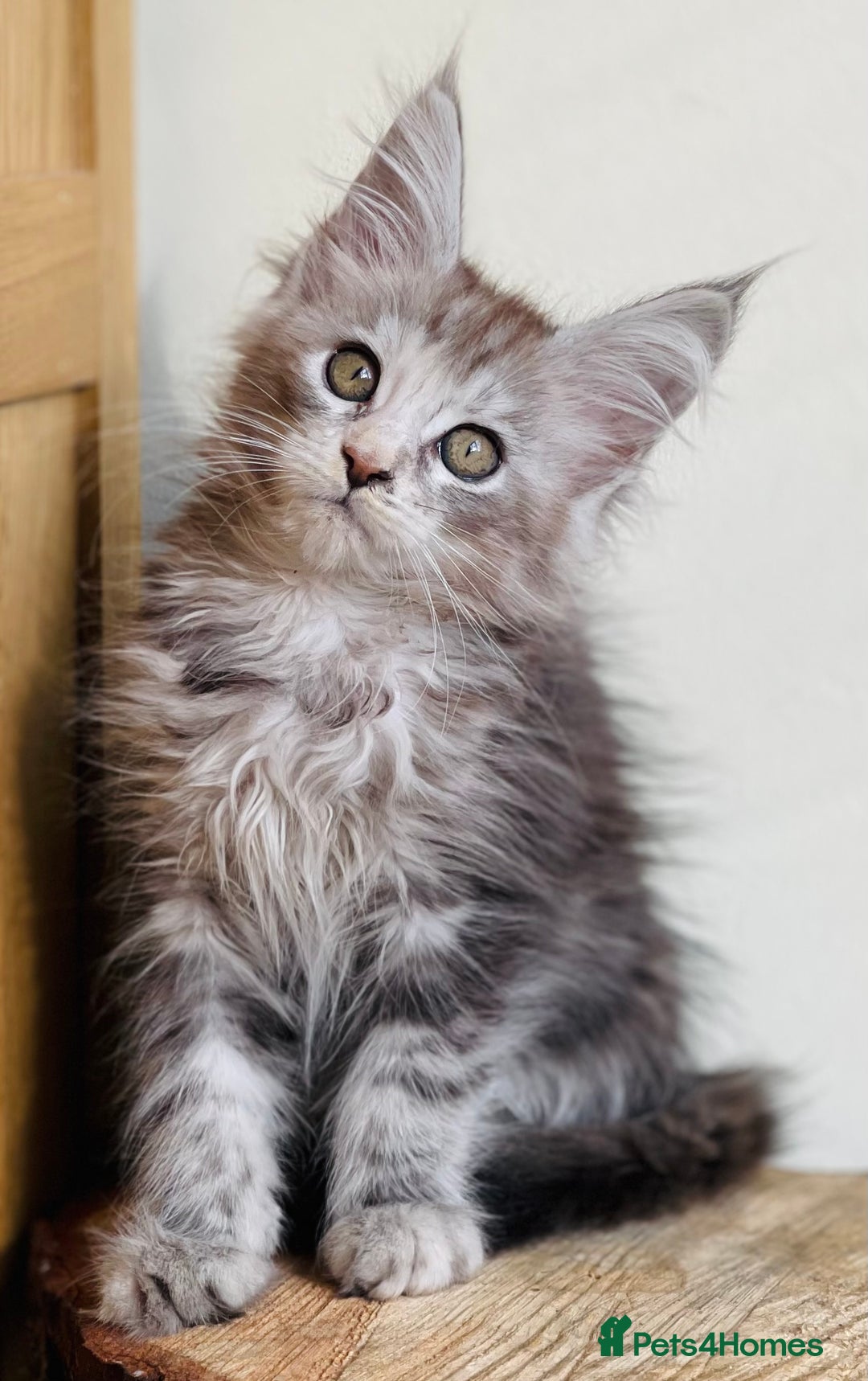 Maine Coon cats for sale: Beautiful pure bread Maine Coon kittens - Image 17