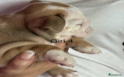English Bulldog dogs for sale: KC Reg Traditional English Bulldog puppies - Image 16