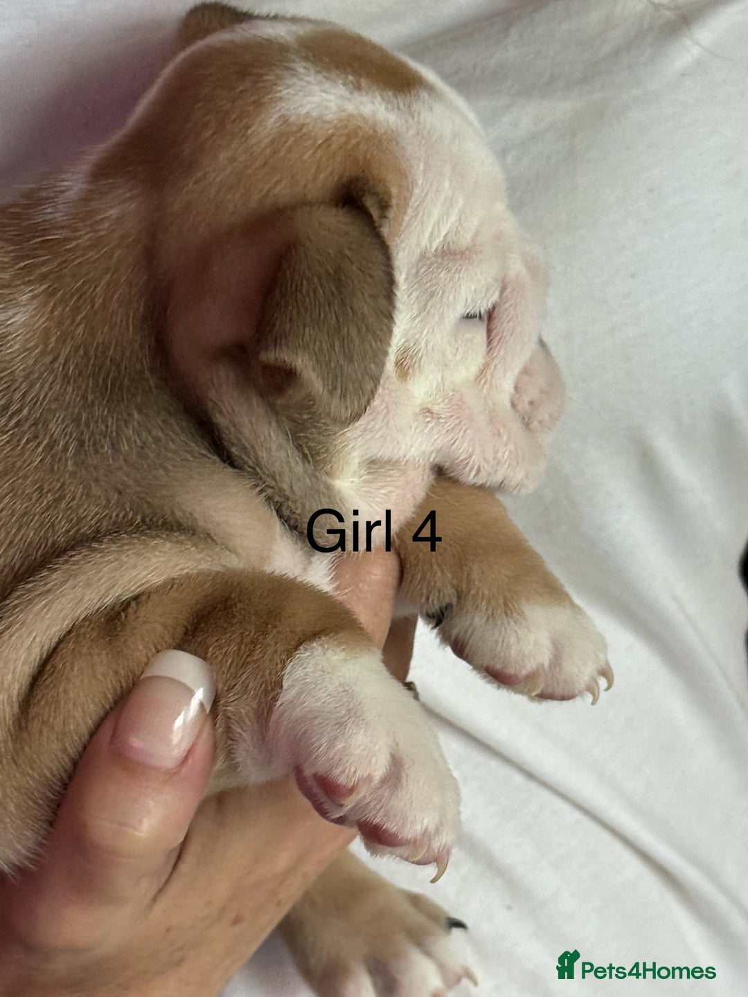 English Bulldog dogs for sale: KC Reg Traditional English Bulldog puppies - Image 16
