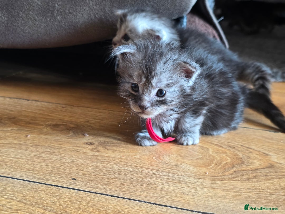 Maine Coon cats for sale: Beautiful 3/4 maincoon kittens  - Image 8