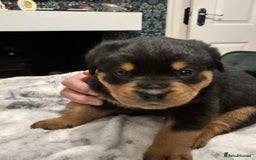 Rottweiler dogs for sale: Stunning Rottweiler Puppies - Image 3