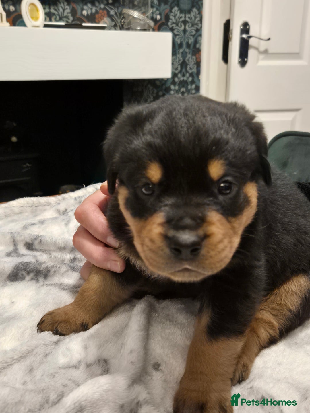 Rottweiler dogs for sale: Stunning Rottweiler Puppies - Image 3