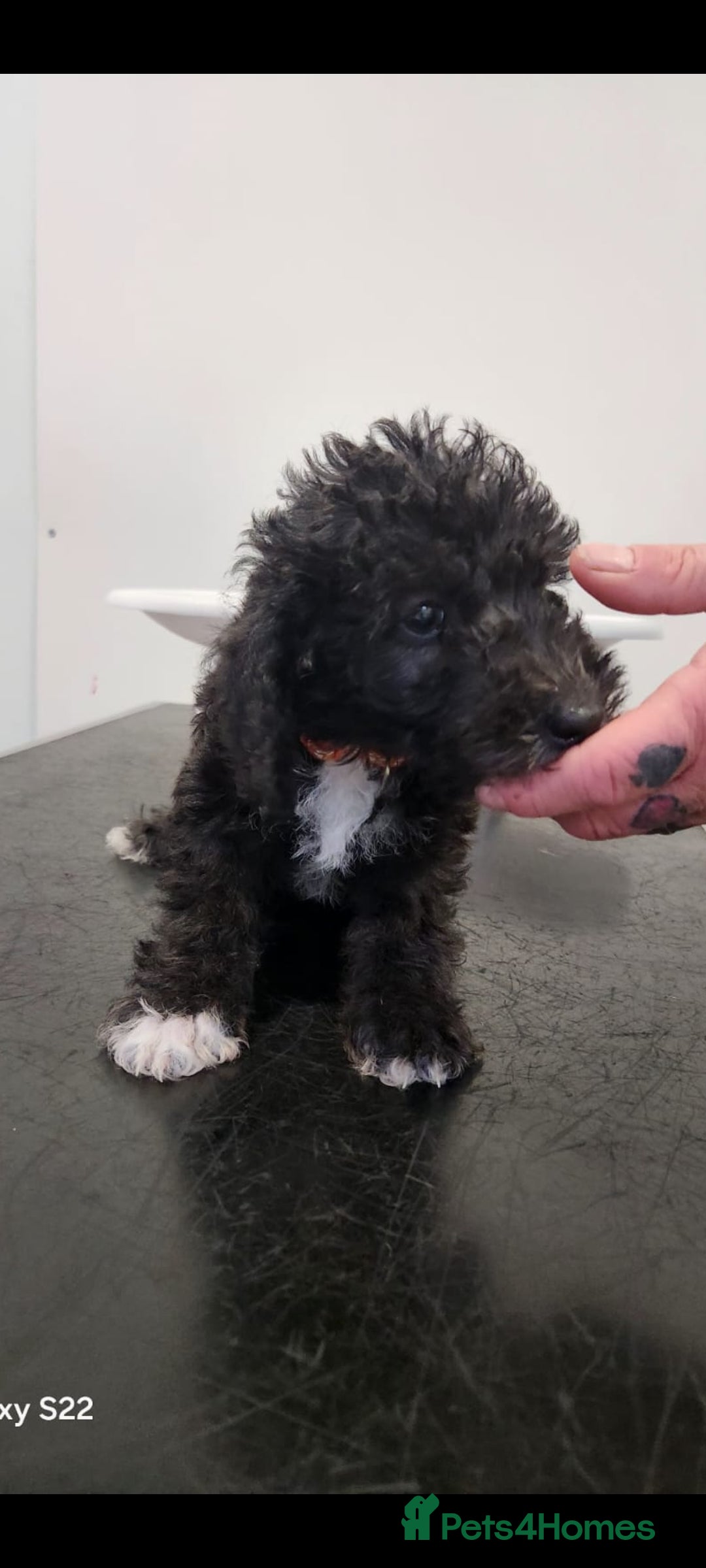 Bedlington Terrier dogs for sale: Bedlington terriers for sale  - Image 8