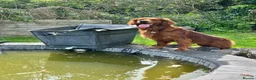 Mixed Breed dogs for stud: Golden Retriever x Irish Setter - Advert 9