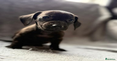 Miniature Dachshund dogs - Advert 5