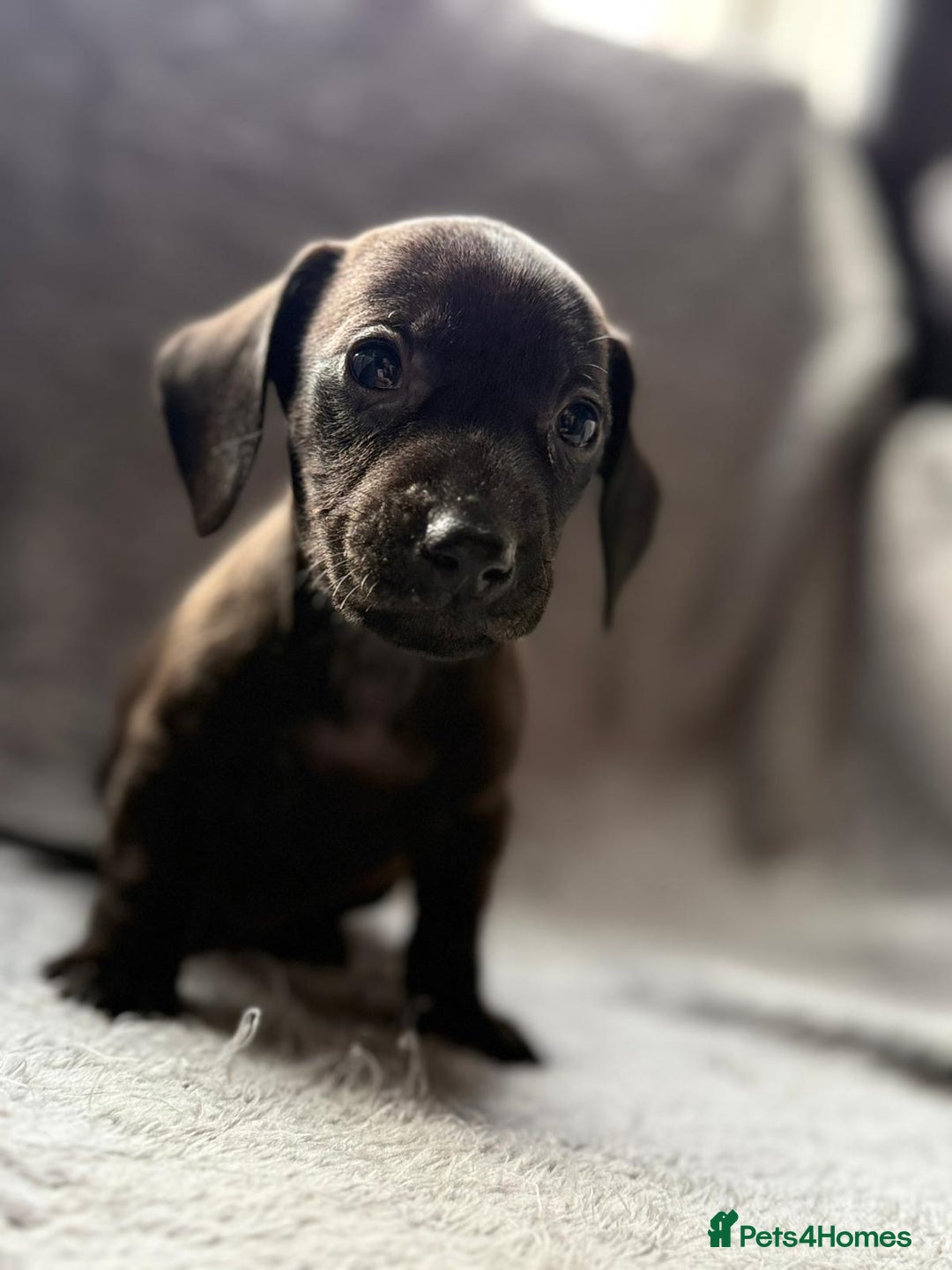 Miniature Dachshund dogs for sale: Smooth haired Miniature dachshunds - Image 2