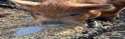 Pig livestock for sale: Juliana X kune kune boars - Advert 3
