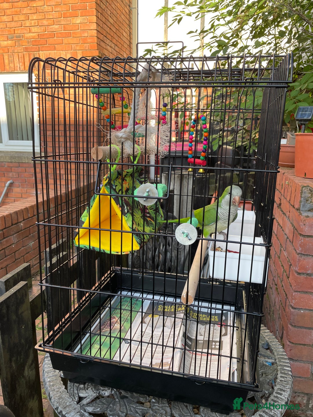 Parrots birds for sale: Male green Quaker parrot  - Image 4