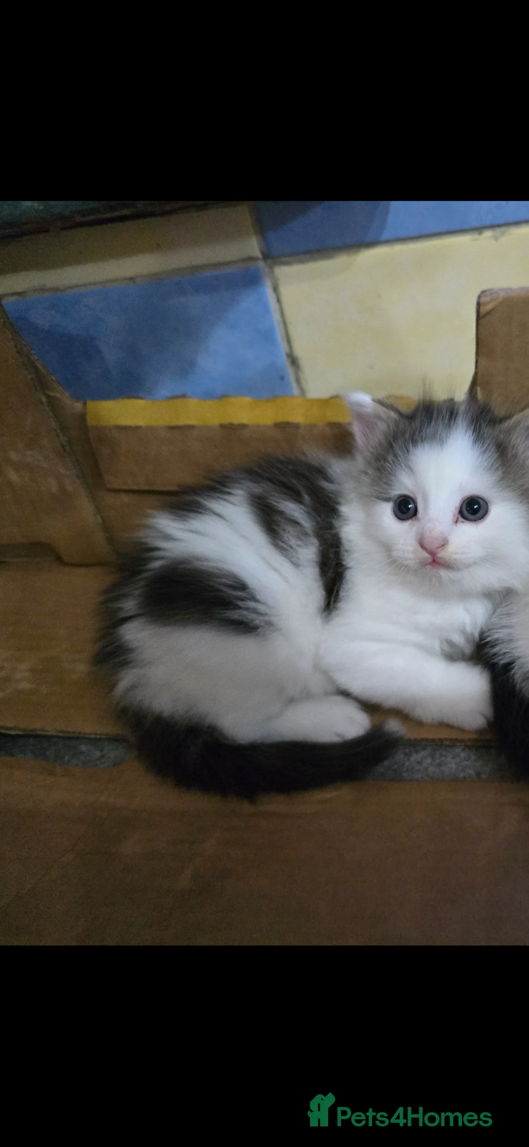 Mixed Breed cats for sale: 1 Adorable 9-Week-Old Kitten for Sale - Advert 2