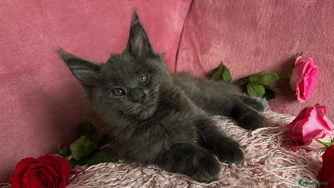 Maine Coon cats for sale: 3 Pedigree Maine Coon Kittens  - Image 3