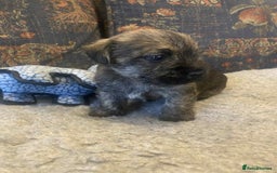 Mixed Breed dogs for sale: Border x Cairn Terrier puppies - Image 1