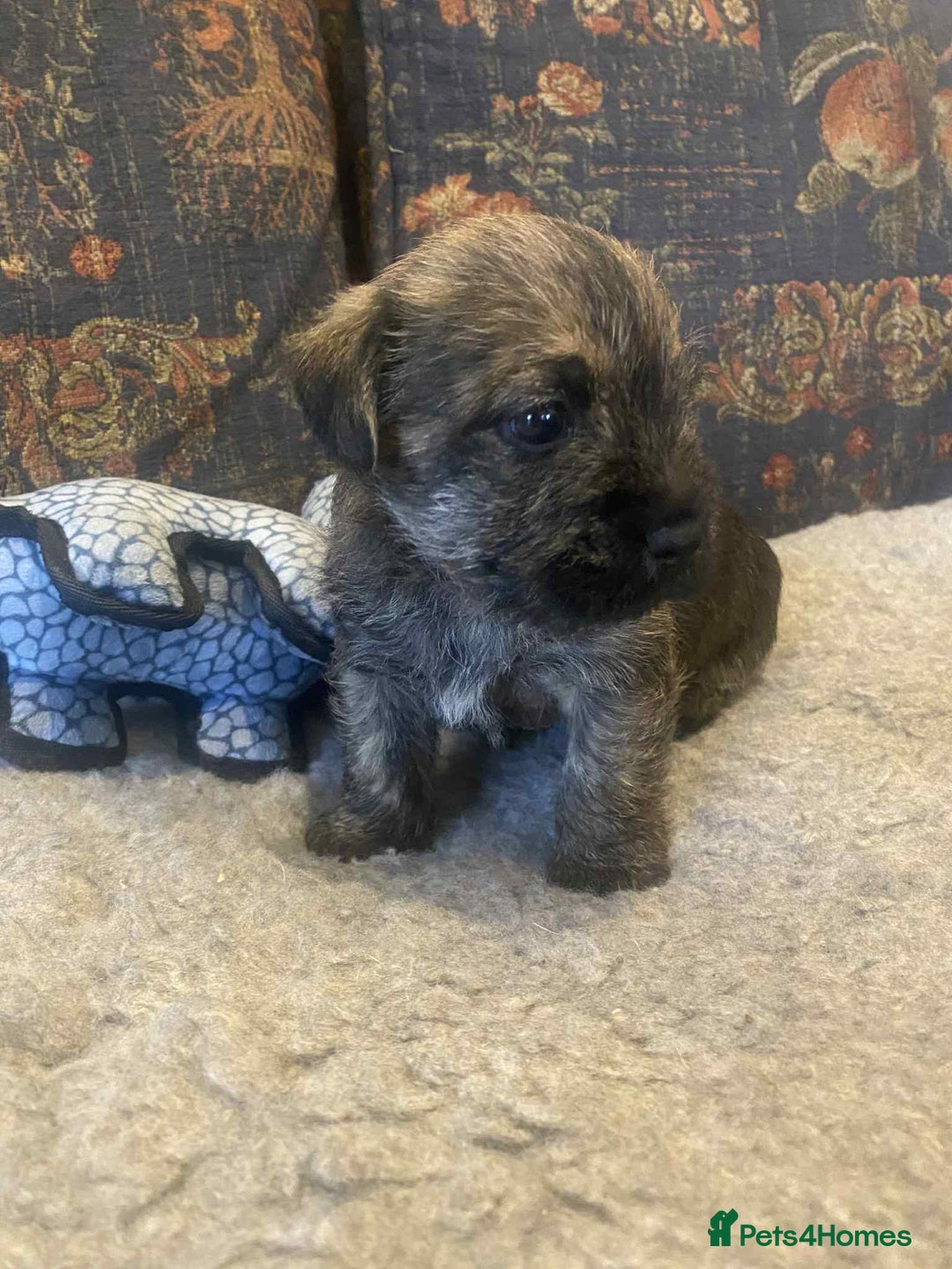 Mixed Breed dogs for sale: Border x Cairn Terrier puppies - Image 1
