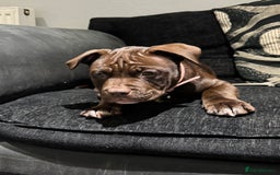Mixed Breed dogs for sale: 12 Week Old Puppy for Home - Image 2