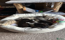 British Shorthair cats for sale: Kittens for sale 2 months old  - Image 1