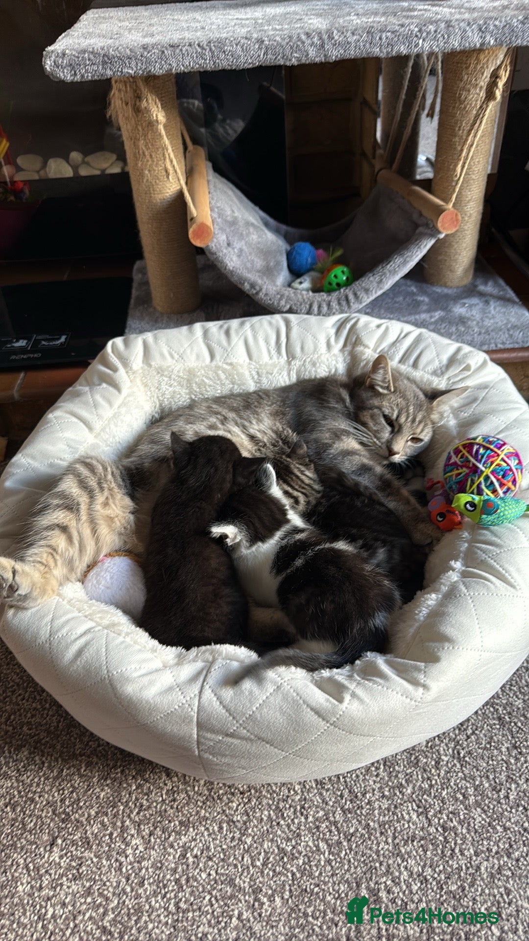 British Shorthair cats for sale: Kittens for sale 2 months old  - Image 1