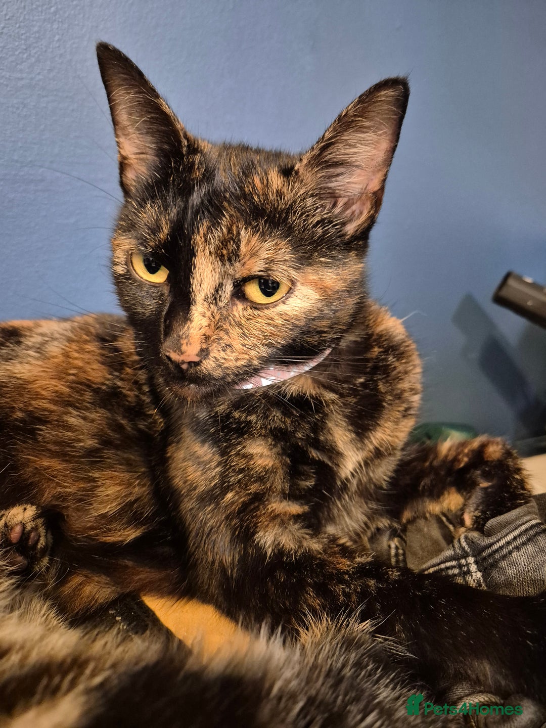 Mixed Breed cats for sale: 3 beautiful mixed girls - Image 4