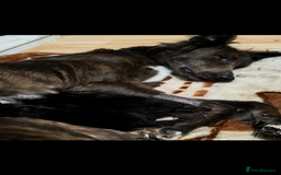 Mixed Breed dogs for sale: German shepherd cross deerhound  - Image 13