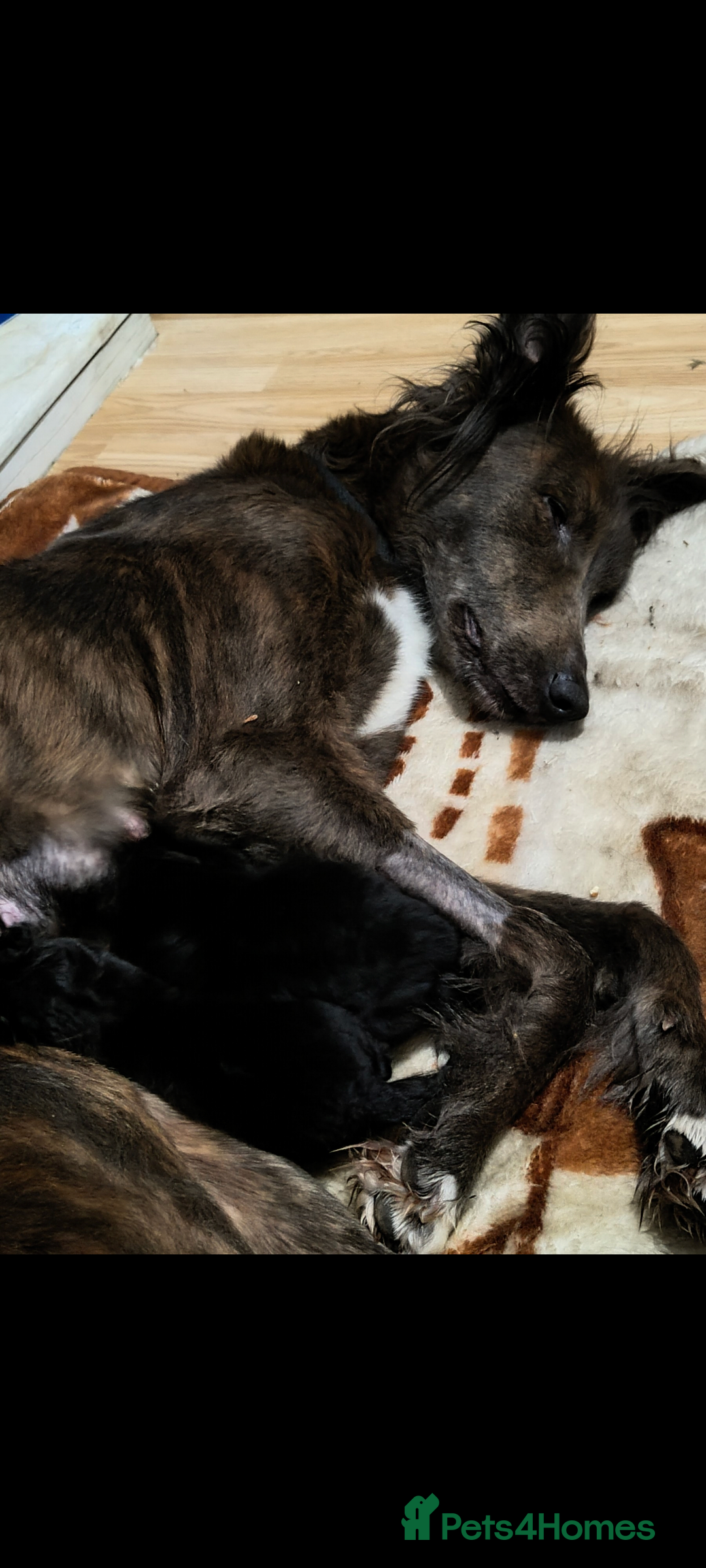 Mixed Breed dogs for sale: German shepherd cross deerhound  - Image 13