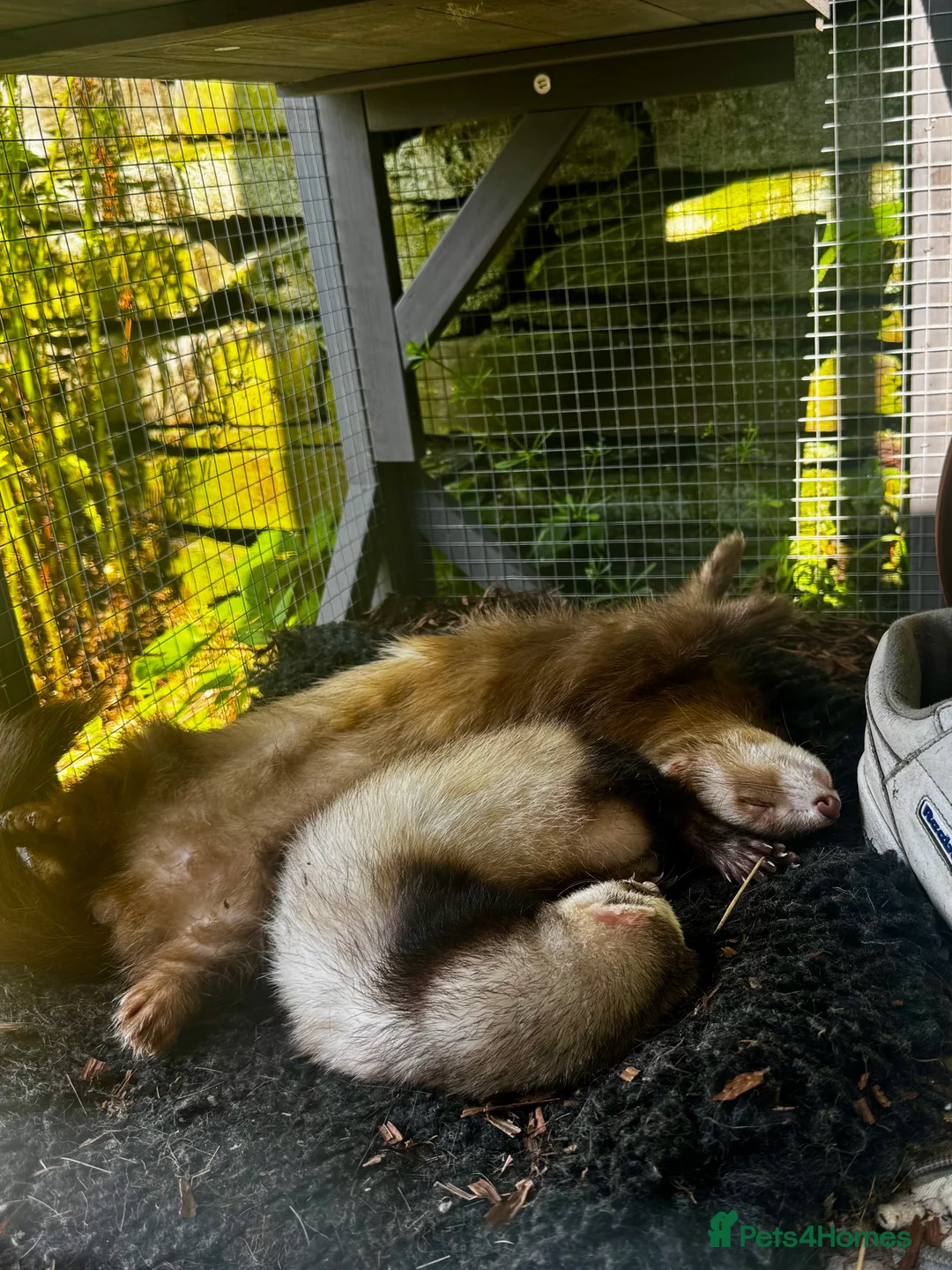 Ferret rodents for sale: Beautiful semi angora cinnamon ferret - Advert 3