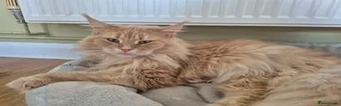 Maine Coon 1
