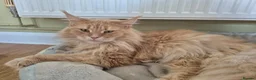 Maine Coon cats for sale: Maine coon GCCF registered - Advert 6