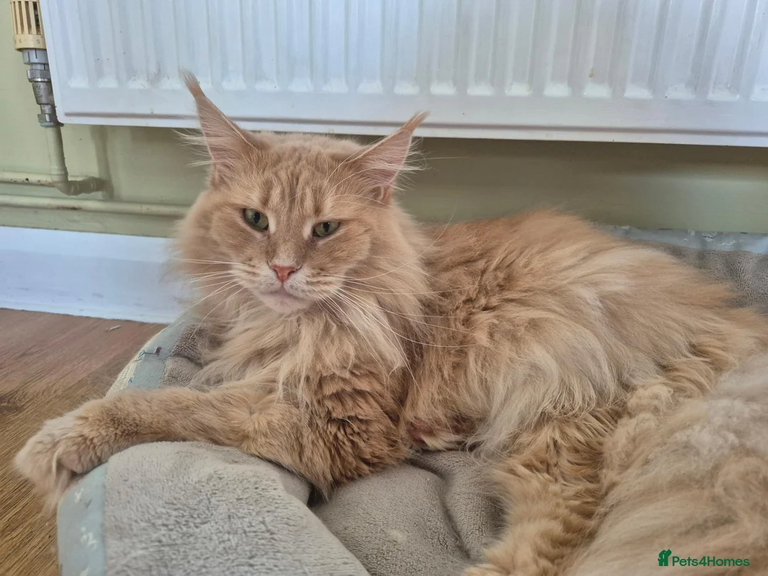 Maine Coon cats for sale: Maine coon GCCF registered - Advert 6