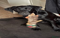 Labrador Retriever dogs for sale: Labrador Retriever 6 month Bitch - Advert 1