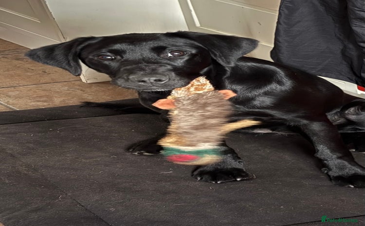 Labrador Retriever dogs Labrador Retriever 6 month Bitch - Advert 1